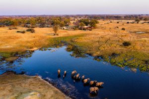 Olifanten Botswana