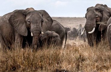 Wildlife Migration Basecamp Masai Mara
