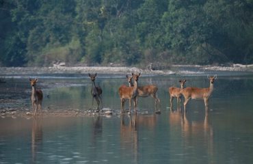 Bardia NP Barasingha herten ©HenkBothof