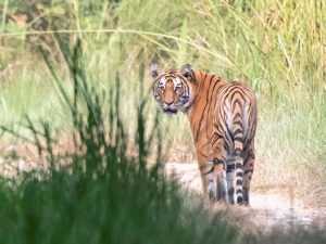 Wildlife reis Nepal, tijgersafari Bardia, natuurreis Nepal