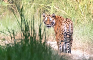 Bardia-tijger ©HenkBothof