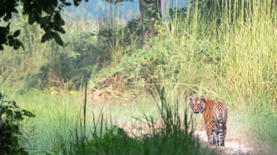 Bardia NP tijger ©HenkBothof