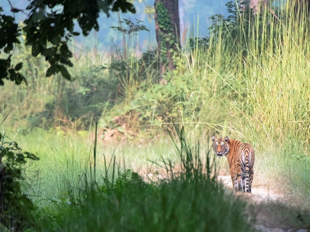 Bardia NP tijger ©HenkBothof