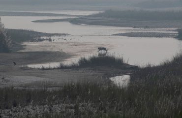 Oversteek tijger Bardiarivier ©HenkBothof