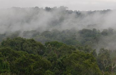 brazilië-Amazone regenwoud