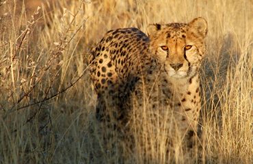 Cheeta of jachtluipaard bij AfriCat ©All for Nature Travel