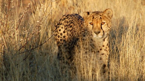 Cheeta of jachtluipaard bij AfriCat ©All for Nature Travel