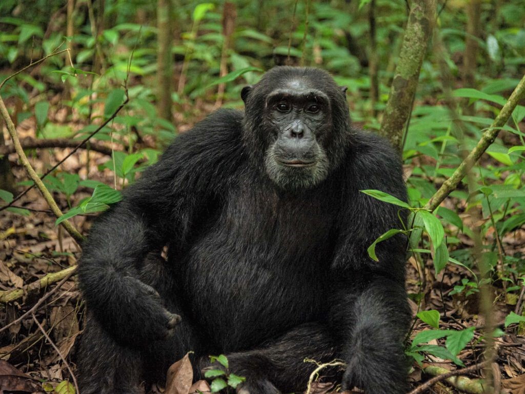 chimpansee Kibale Uganda