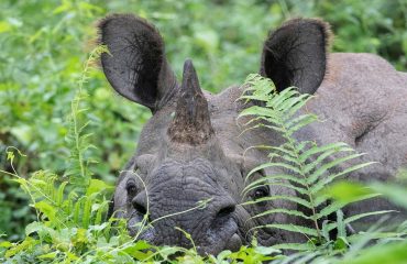 Pantserneushoorn Chitwan NP ©HenkBothof