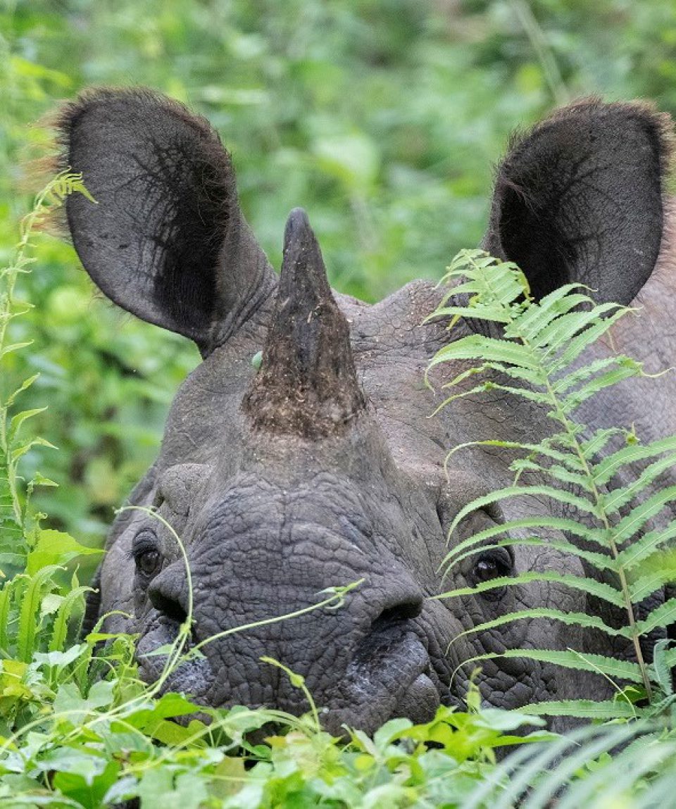 Pantserneushoorn Chitwan NP ©HenkBothof