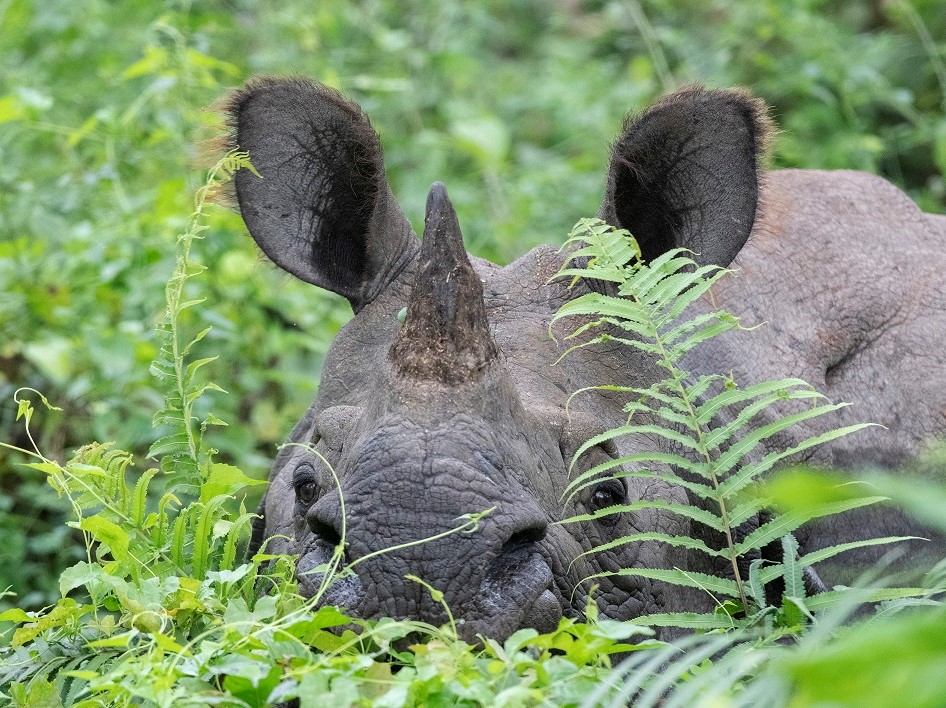 Wildlife reis Nepal, tijgersafari Chitwan, natuurreis Nepal, Chitwan National Park