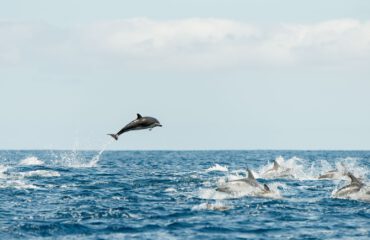 common dolphin groep ©Martin van Lokven