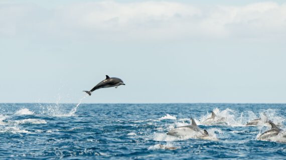 common dolphin groep ©Martin van Lokven