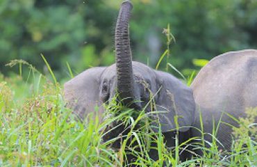 Bosolifant Odzala met dank aan Dhr. De Schutter