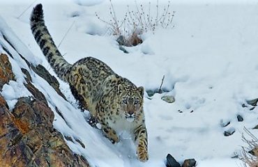 sneeuwluipaard Ladakh