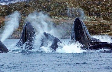 bubble feeding bultruggen in Noorwegen