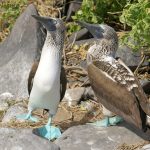 Galapagos