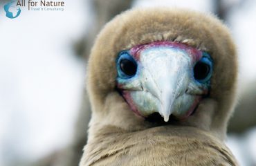 Galápagos red footed booby Genovesa