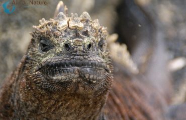Galápagos