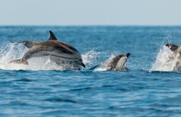 common dolphin groep ©Martin van Lokven