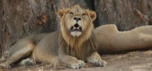 leeuw, safari Afrika, Tarangire