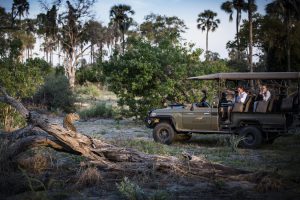 Gamedrive Botswana vanuit Mombo Camp