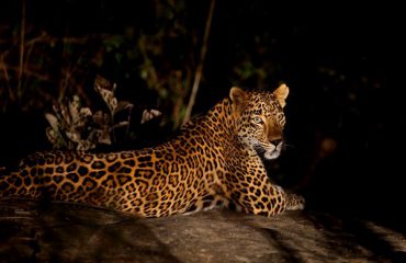 luipaard night drive Bori Safari Lodge