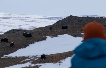 op muskusossafari