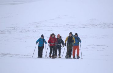 op muskusossafari op sneeuwschoenen