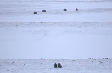 muskusossen spotten in de sneeuw