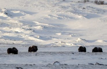 muskusossen in de sneeuw