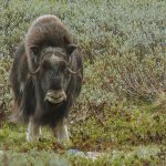 muskusos wandelen Noorwegen