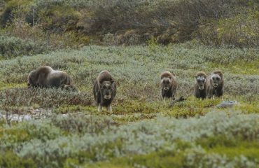 muskusossen