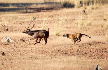 telia tigress behind sambar by Tiger Trails Jungle Lodge