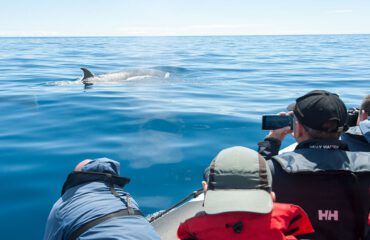 whale watching ©Martin van Lokven