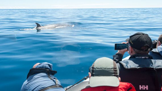 whale watching ©Martin van Lokven