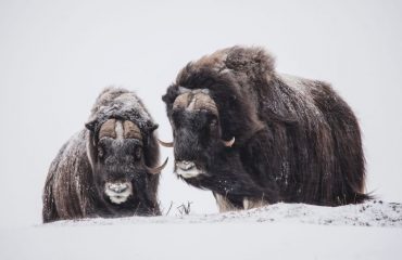 muskusosssen in de winter
