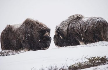 winter muskossen Dovrefjell Sunndalsfjella Nationaal Park