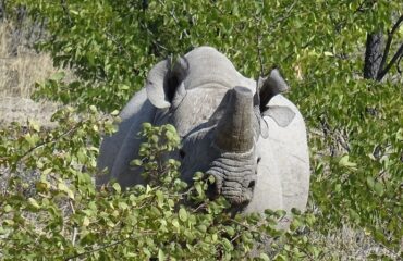 zwarte neushoorn Etosha ©All for Nature Travel