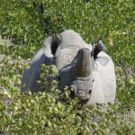 reis zwarte neushoorn, black rhino, zwarte neushoorn namibie