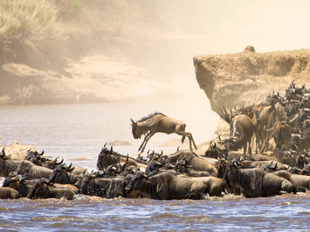 safari migratie