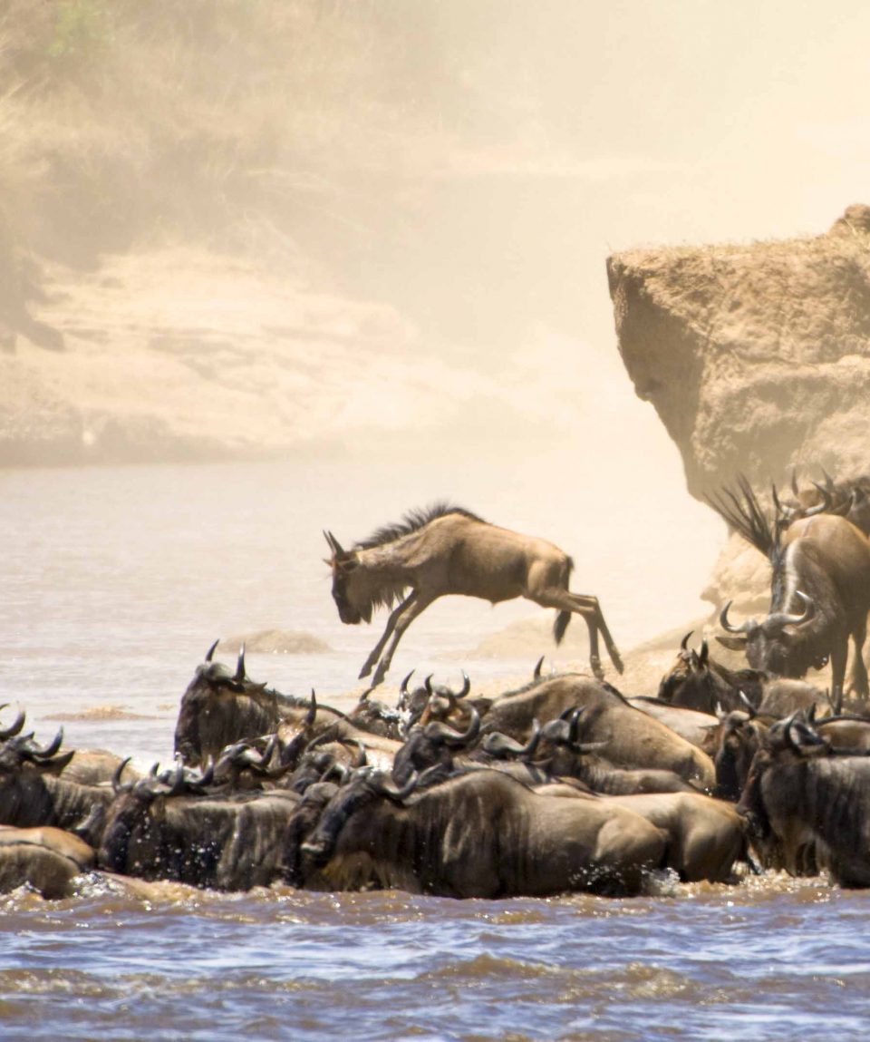 Wildebeest Crossing Basecamp