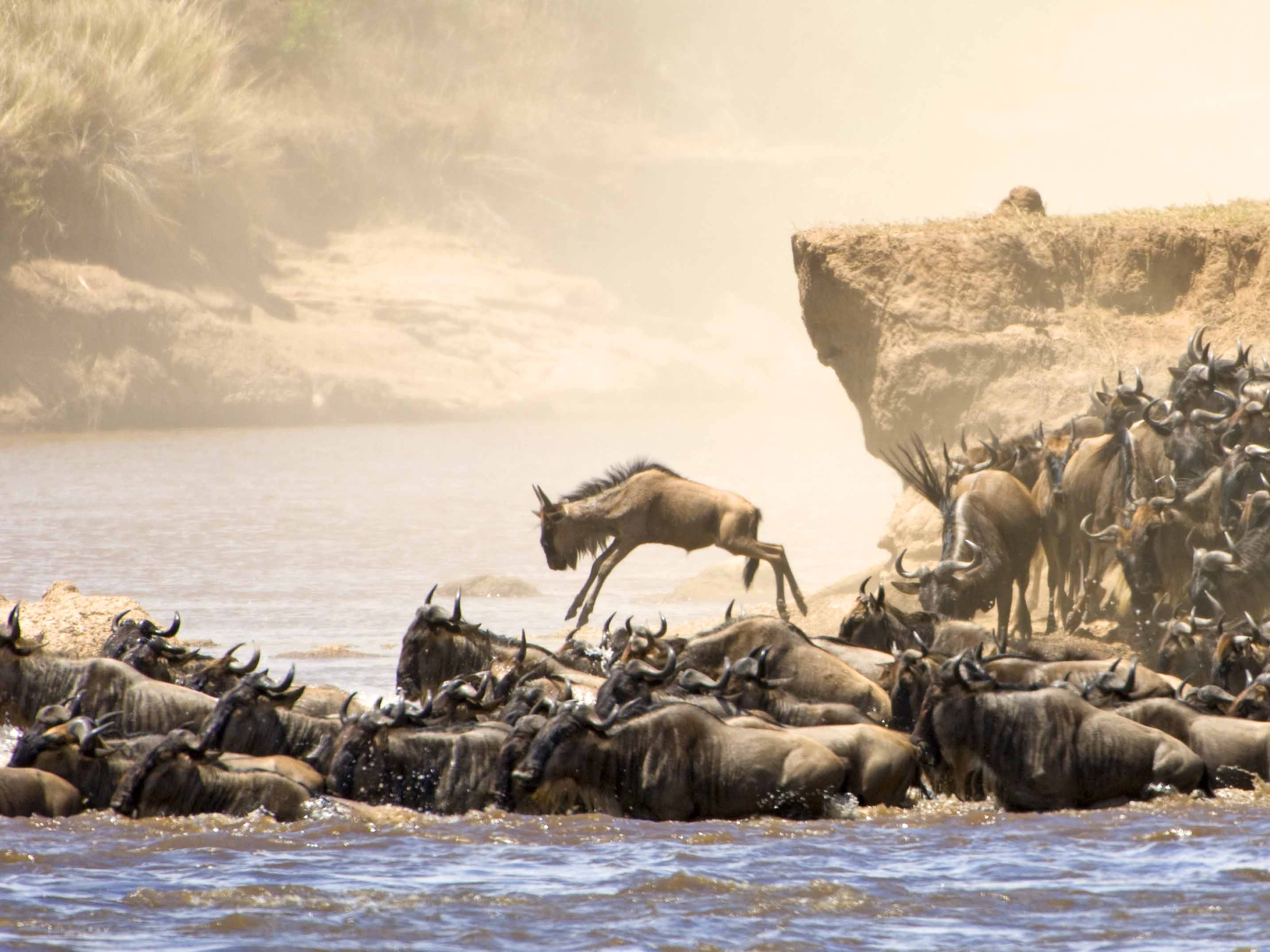 safari migratie