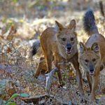 dhole, wilde honden, india, tijgersafari