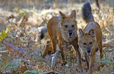 Dhole, wilde honden met dank aan Dhr. Stam