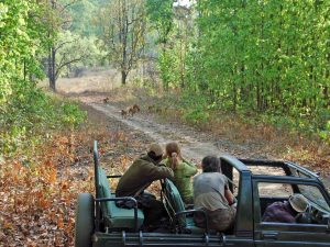 game drive, kanha, tijgersafari, india, wilde honden