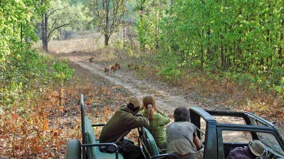 wilde honden op gamedrive © All for Nature Travel