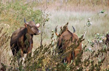 Gaur Kanha ©All for Nature Travel