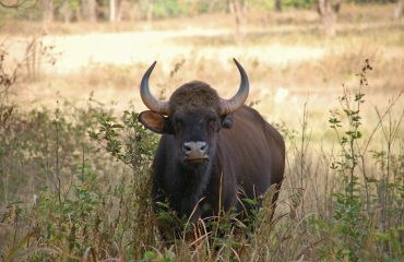 Gaur ©AllforNatureTravel