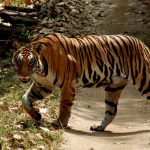 tijgersafari, tijger, kanha, tijgerreis kanha